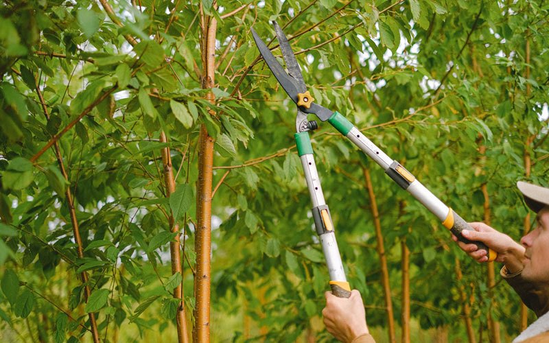 Tree trimming in Harwood, ND